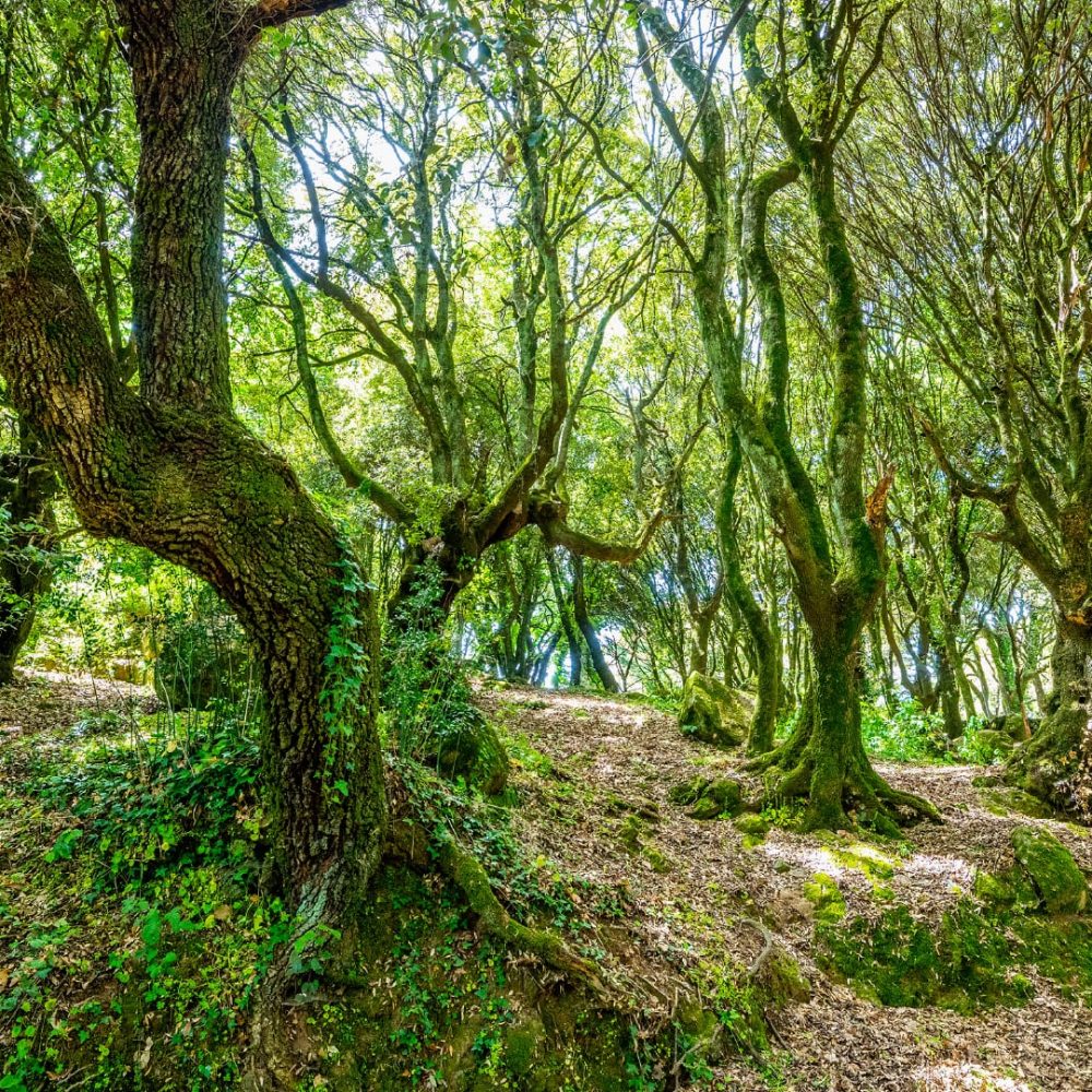 Fonti San Leonardo De Siete Fuentes Sardegna